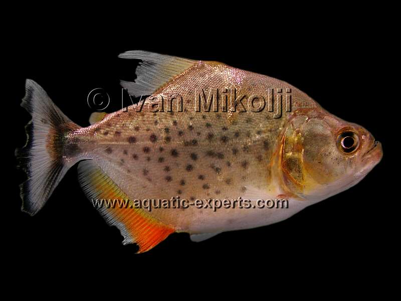 peces de agua dulce de venezuela